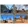 Image 4 : 5 Day South Africa Cape Buffalo and Giraffe Hunt for One Hunter – 2026 Only