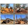 Image 6 : 5 Day South Africa Cape Buffalo and Giraffe Hunt for One Hunter – 2026 Only
