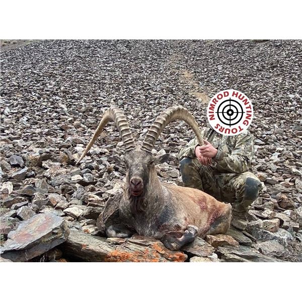 5 to 7 Day Mongolia Altai Ibex hunt for One Hunter, includes 1 Altai Ibex