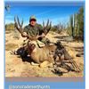 Image 3 : 8 Day Sonora Mexico Desert Mule Deer Hunt for One Hunter