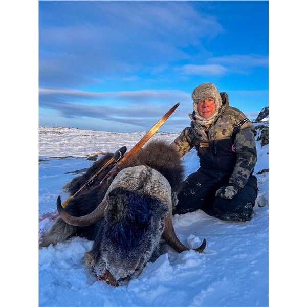 6 Day Spring Barren Ground Muskox Hunt for One Hunter