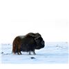 Image 3 : 6 Day Spring Barren Ground Muskox Hunt for One Hunter