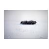 Image 4 : 6 Day Spring Barren Ground Muskox Hunt for One Hunter
