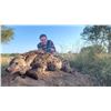 Image 6 : 10 Day South Africa Cape Buffalo Hunt for Two Hunters includes One Buffalo Bull