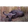 Image 11 : 3 Day Niassa Mozambique Roosevelt Sable Hunt for One Hunter – 2026 Only