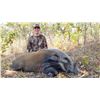 Image 7 : 3 Day Niassa Mozambique Roosevelt Sable Hunt for One Hunter – 2026 Only