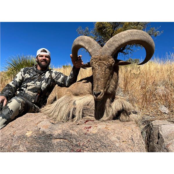 4 Day West Texas Free Range Aoudad Hunt for One Hunter