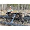 Image 4 : 5 Day Idaho Spring Bear and Wolf Hunt for One Hunter