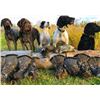 Image 3 : 5 Day Ontario Guided Waterfowl / Upland Bird for One Hunter – One Paid Hunter Required