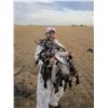 Image 6 : 3 Day Saskatchewan Duck/Canada/Specklebelly/Ross/Snow Goose/Sandhill Crane Hunt for One Hunter i