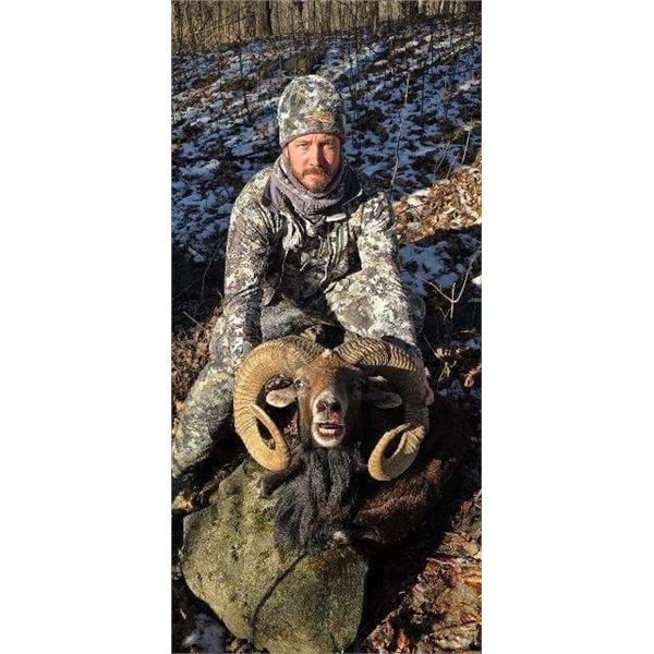 1 Day Minnesota Trophy Ram Hunt for One Hunter