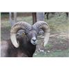 Image 5 : 1 Day Minnesota Trophy Ram Hunt for One Hunter