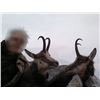 Image 3 : 3 Day Croatia Big Game Hunt for Two Hunters or One Hunter and One Non-Hunter plus Two Tourism Da