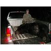 Image 15 : 6 Day Minnesota Black Bear Hunt for One Hunter