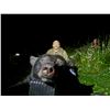 Image 29 : 6 Day Minnesota Black Bear Hunt for One Hunter