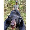 Image 33 : 6 Day Minnesota Black Bear Hunt for One Hunter