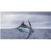Image 1 : 5 Day Panama Fishing for One Angler fishing for Marlin, Dorado, Roosterfish, Cubera, Snapper, Sa