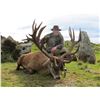 Image 2 : 3 Day New Zealand Silver Class Red Stag Hunt for One Hunter includes Trophy Fee for One Red Stag