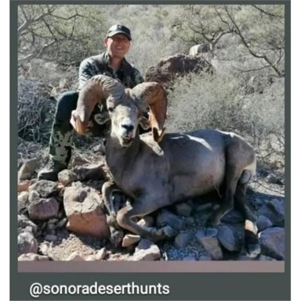 10 Day Sonora Mexico Desert Bighorn Sheep Hunt for One Hunter