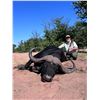 Image 2 : 10 Day South Africa Cape Buffalo Hunt for One to Four Hunters