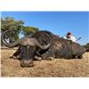 Image 3 : 10 Day South Africa Cape Buffalo Hunt for One to Four Hunters