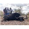 Image 4 : 10 Day South Africa Cape Buffalo Hunt for One to Four Hunters