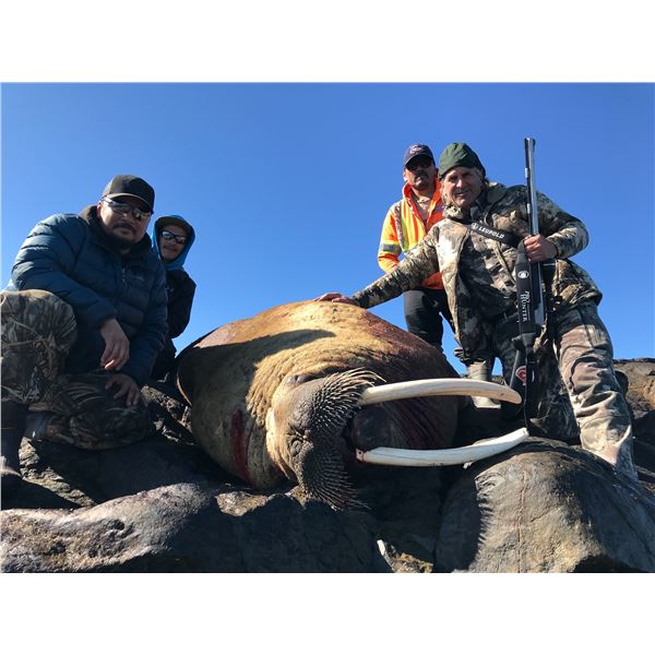5 Day Atlantic Walrus Hunt for One Hunter