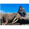 Image 2 : 5 Day Atlantic Walrus Hunt for One Hunter