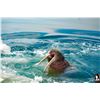 Image 5 : 5 Day Atlantic Walrus Hunt for One Hunter