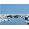Image 6 : 5 Day Atlantic Walrus Hunt for One Hunter