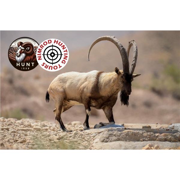 5 Day Iran Persian Ibex Hunt for One Hunter includes One Persian Ibex