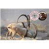Image 2 : 5 Day Iran Persian Ibex Hunt for One Hunter includes One Persian Ibex