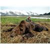 Image 1 : 10 Day Alaska Guided Brown Bear and Black Bear Rifle Hunt for One Hunter