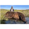 Image 8 : 10 Day Alaska Guided Brown Bear and Black Bear Rifle Hunt for One Hunter