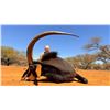 Image 11 : 7 Day South Africa Blue Wildebeest, Impala, Blesbuck Hunt for 2 Hunters & 2NH's includes 6 Trophies