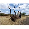 Image 15 : 7 Day South Africa Blue Wildebeest, Impala, Blesbuck Hunt for 2 Hunters & 2NH's includes 6 Trophies