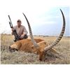 Image 3 : 7 Day South Africa Blue Wildebeest, Impala, Blesbuck Hunt for 2 Hunters & 2NH's includes 6 Trophies