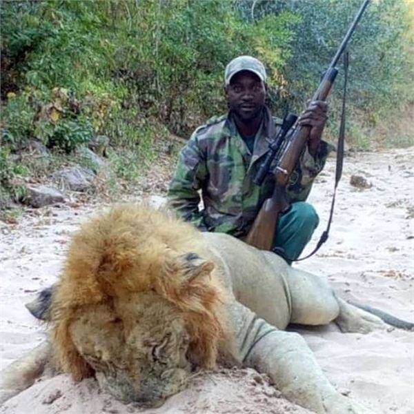 7 Day Zimbabwe Dangerous Game Safari for One Hunter includes $8,000 Daily Fees Credit