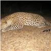 Image 7 : 7 Day Zimbabwe Dangerous Game Safari for One Hunter includes $8,000 Daily Fees Credit