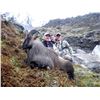 Image 1 : 5 Day New Zealand Bull Tahr & Chamois Combo for One Hunter