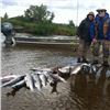 Image 8 : 5 Day Alaska Fly-Fishing and Duck Hunting for One Person - 2nd Person Required