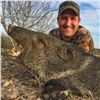 Image 2 : Texas Javelina Hunt for 2