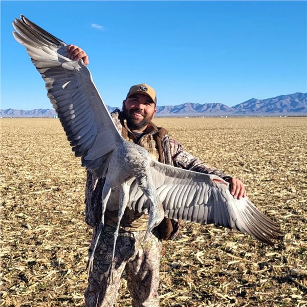 Arizona Sandhill Crane Hunt for up to 4