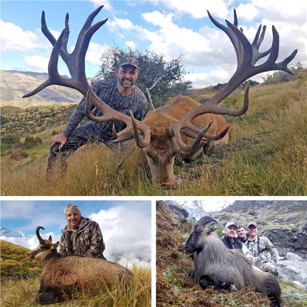 2026 New Zealand 3-Species Combo Hunt