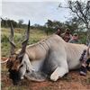Image 3 : East Cape Spiral Horned Antelope Safari