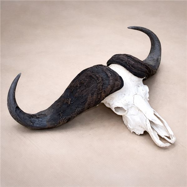 Cape Buffalo European Mount