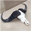 Image 3 : Cape Buffalo European Mount