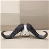 Image 4 : Cape Buffalo European Mount