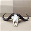 Image 6 : Cape Buffalo European Mount