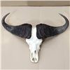 Image 7 : Cape Buffalo European Mount